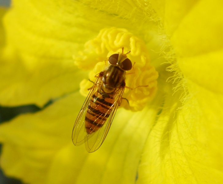 Episyrphus balteatus (Syrphidae).